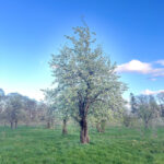orchard 1